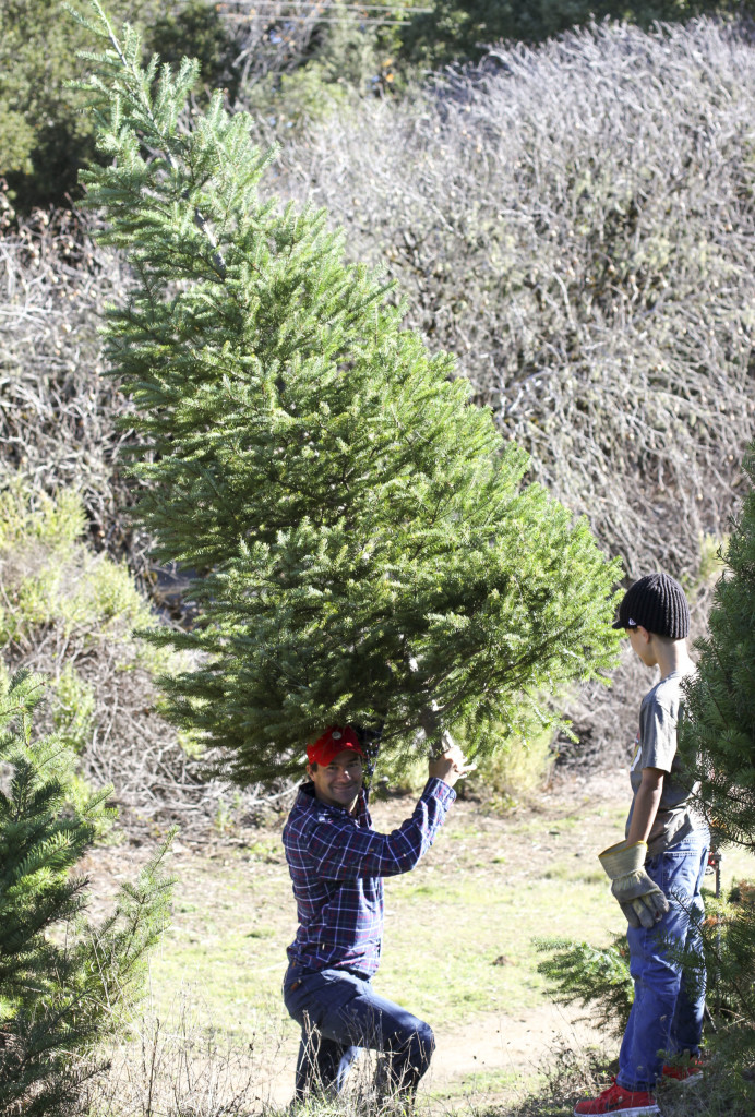 A Bowl Full of Simple |  Christmas Tree Hunting